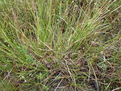 Eleocharis bifida