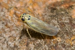 Macrosteles variatus