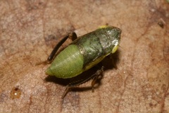 Aphrodes makarovi