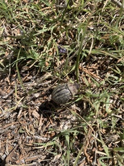 Phyllophaga lanceolata