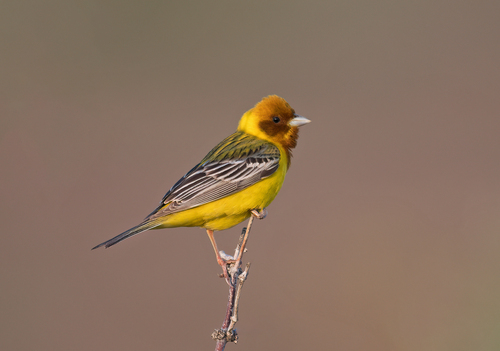 Red-headed Bunting, Досанг, Астраханская обл., Россия, 416153, photo 8 of 10