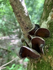 Auricularia