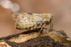 Laodelphax striatella