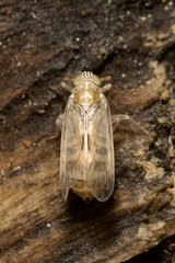 Laodelphax striatella