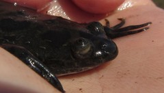 Xenopus muelleri