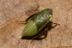 Aphrodes makarovi