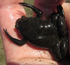 Xenopus muelleri