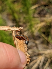 Omphalocera munroei