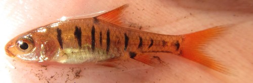 African banded barb (Enteromius fasciolatus) — Cyprinidae — 2
