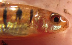 Enteromius fasciolatus