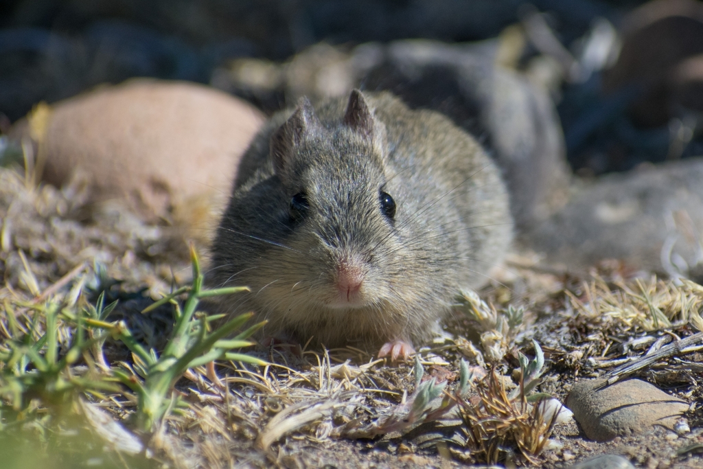 Bunny Rat