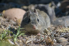 Bunny Rat photo 1