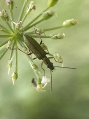 Chrysanthia geniculata