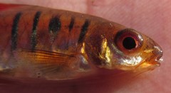 Enteromius fasciolatus