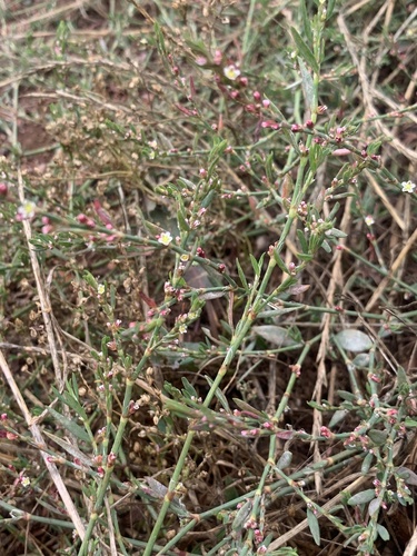 Polygonum aviculare subsp. aviculare image