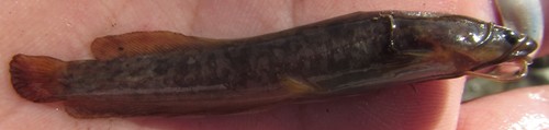 Blunttooth catfish (Clarias ngamensis) — Clariidae — 2