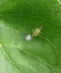 Stenopsocus stigmaticus