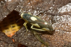 Eupteryx vittata