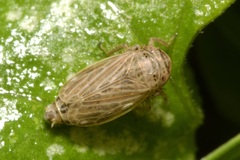 Streptanus aemulans