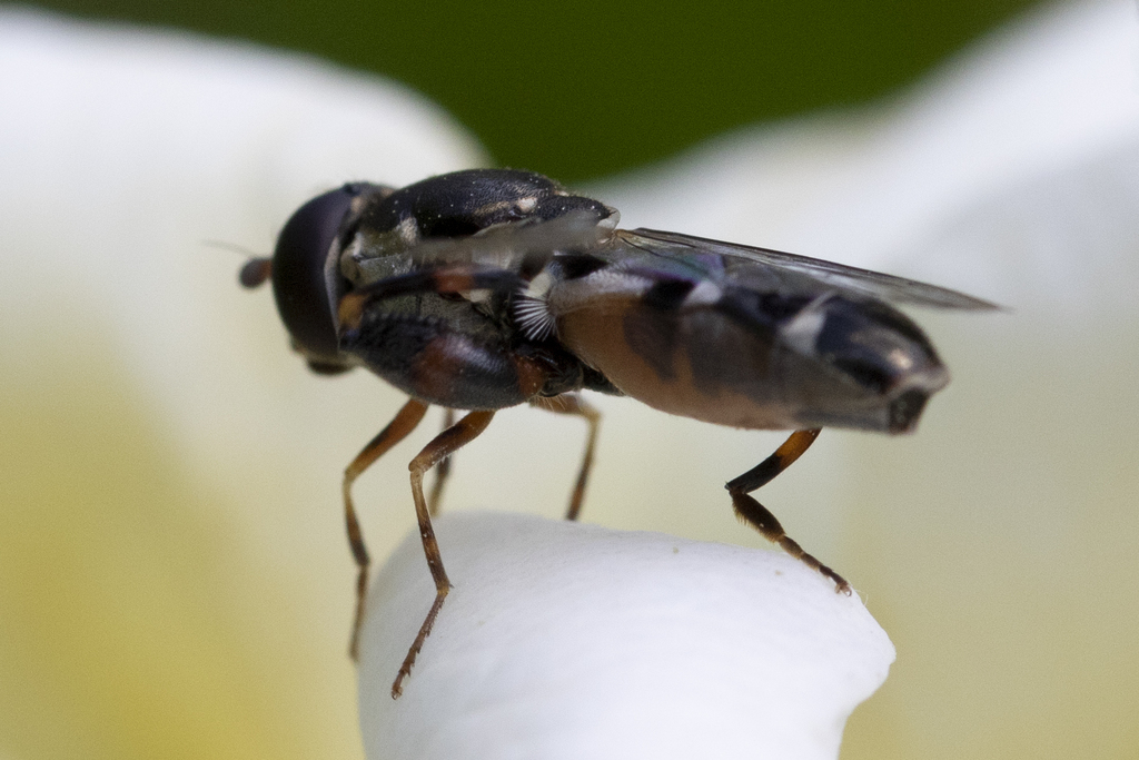 Thick-legged Hover Fly from 7900 Nykøbing Mors, Danmark on June 28 ...