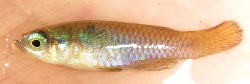 Lacustricola chobensis