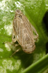 Streptanus aemulans