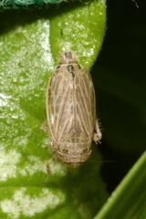 Streptanus aemulans