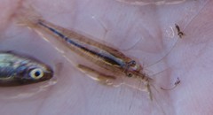 Caridina