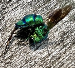Chrysis smaragdula