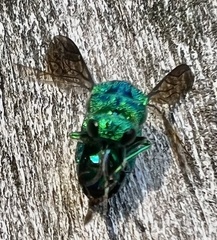 Chrysis smaragdula