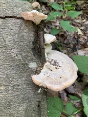 Trametes gibbosa