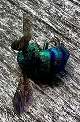 Chrysis smaragdula