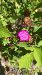 Dianthus barbatus