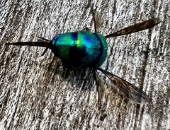 Chrysis smaragdula