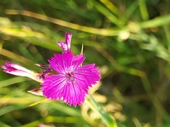 Dianthus membranaceus