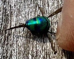 Chrysis smaragdula