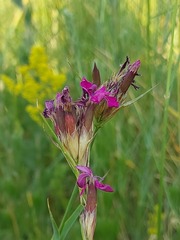 Dianthus membranaceus