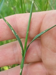 Dianthus membranaceus