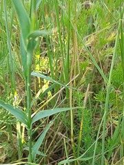 Dianthus membranaceus