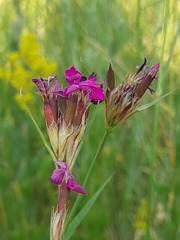 Dianthus membranaceus