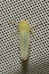 Cicadula