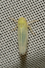 Cicadula