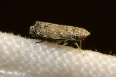 Jassargus