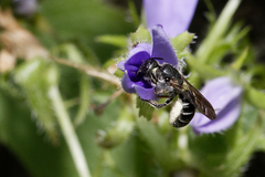 Chelostoma rapunculi