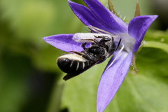 Chelostoma rapunculi