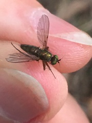 Dolichopus ungulatus