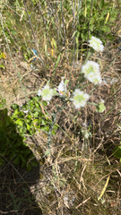 Berteroa incana