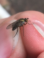 Dolichopus ungulatus