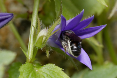 Chelostoma rapunculi