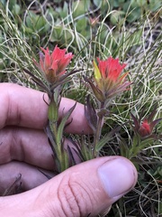Castilleja peirsonii